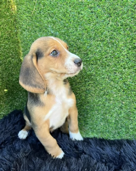 Regalo cuccioli Beagle maschio e femmina | Foto 2