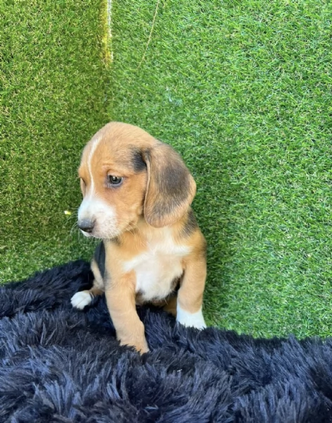 Regalo cuccioli Beagle maschio e femmina | Foto 0