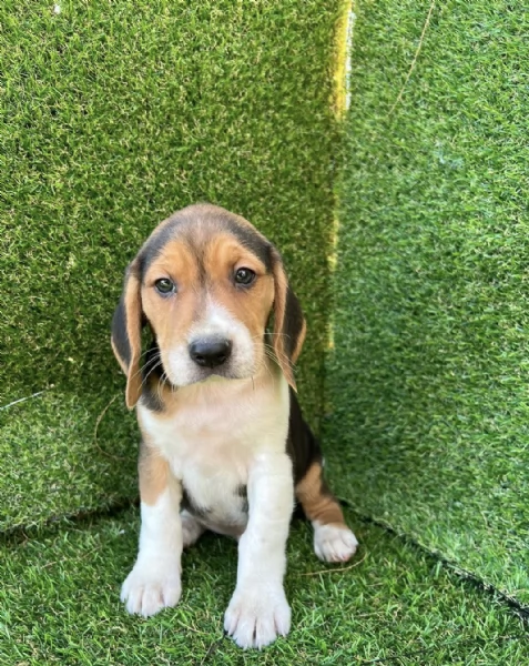 Regalo cuccioli Beagle maschio e femmina