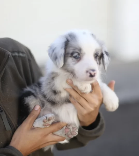Regalo cuccioli Border Collie maschio e femmina | Foto 2