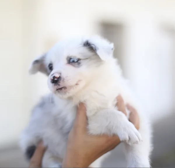 Regalo cuccioli Border Collie maschio e femmina | Foto 1
