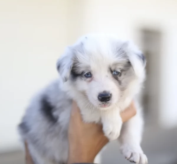 Regalo cuccioli Border Collie maschio e femmina | Foto 0