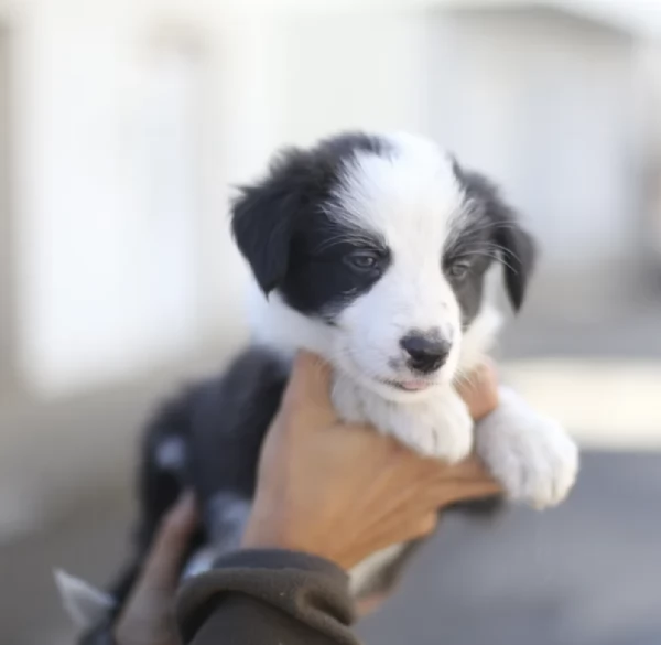Regalo cuccioli Border Collie maschio e femmina