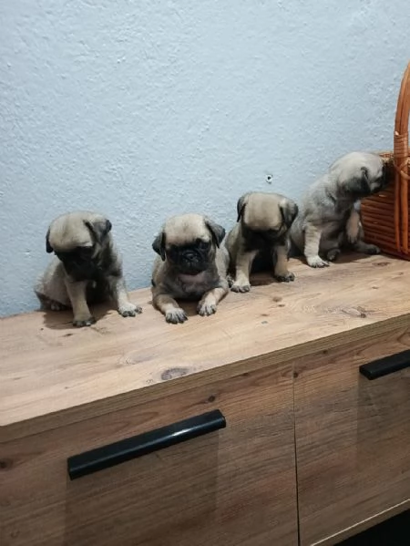 Regalo cuccioli Carlino maschio e femmina | Foto 2