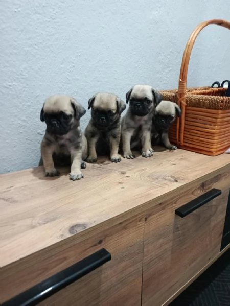 Regalo cuccioli Carlino maschio e femmina | Foto 1