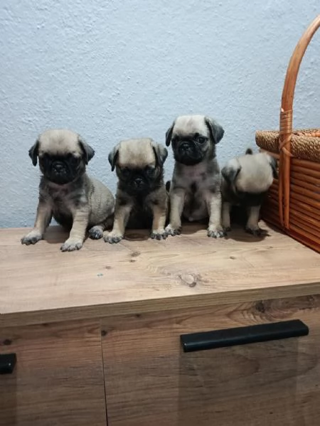 Regalo cuccioli Carlino maschio e femmina | Foto 0