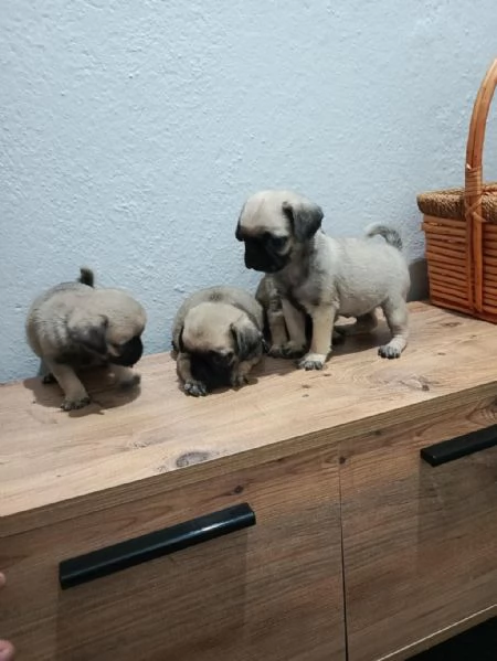 Regalo cuccioli Carlino maschio e femmina