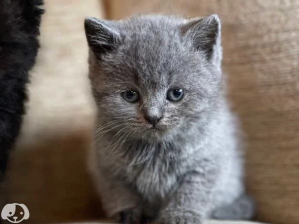 Gatti British Shorthair | Foto 2