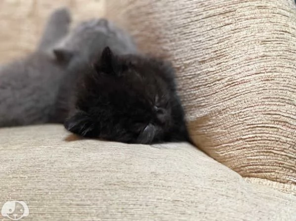 Gatti British Shorthair | Foto 1