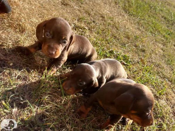 Cuccioli bassotti kaninchen maschi femmine | Foto 0