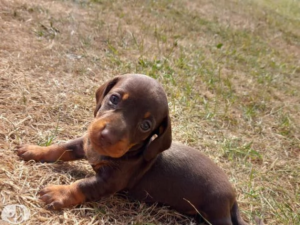Cuccioli bassotti kaninchen maschi femmine | Foto 4