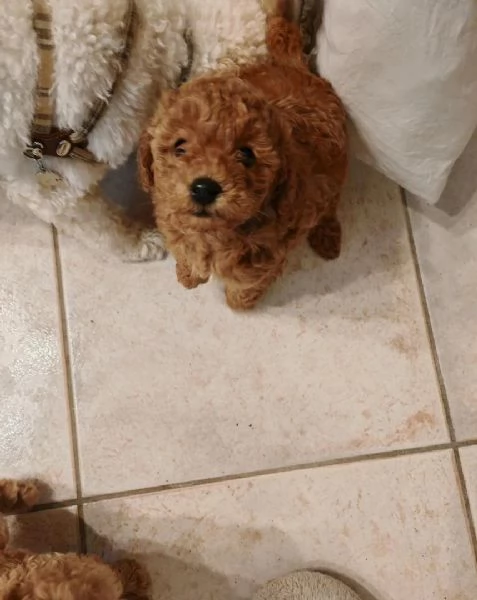 Cuccioli di barboncino maschi femmine | Foto 0