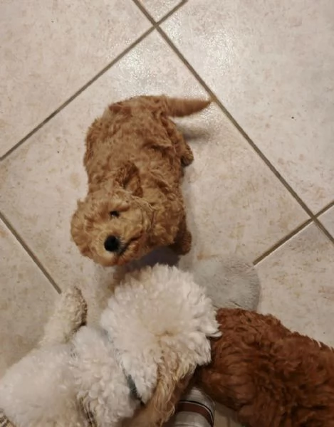 Cuccioli di barboncino maschi femmine | Foto 2
