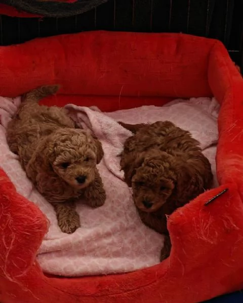Cuccioli di barboncino maschi femmine | Foto 1