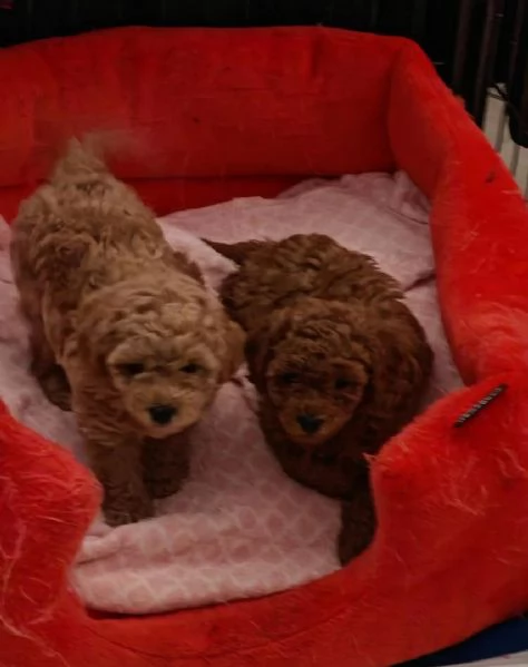 Cuccioli di barboncino maschi femmine