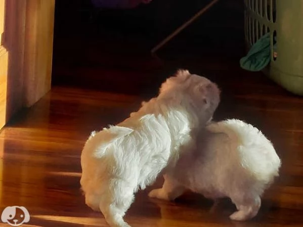 Cuccioli di maltese maschi e femmine | Foto 1