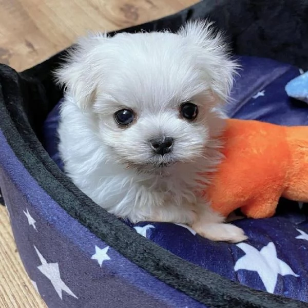 Cuccioli di maltese maschi e femmine | Foto 2
