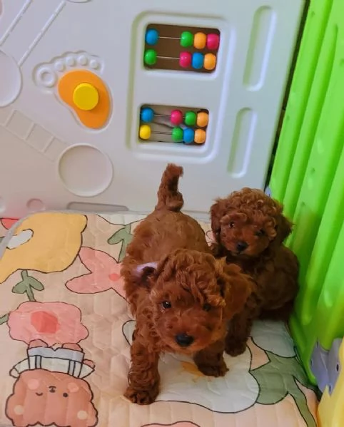 Cuccioli di Barboncino maschi e femmine | Foto 1