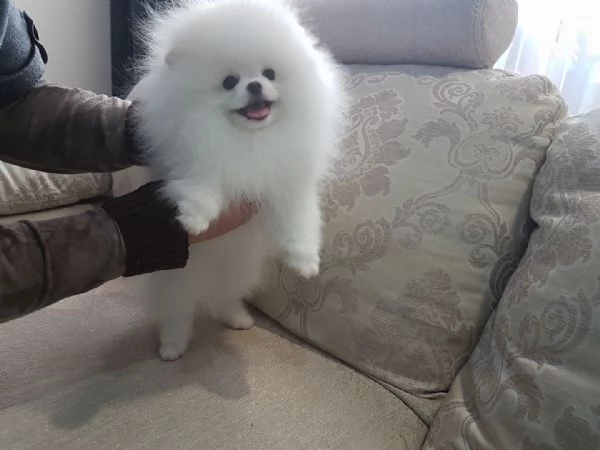 Cuccioli pomerania bianchi