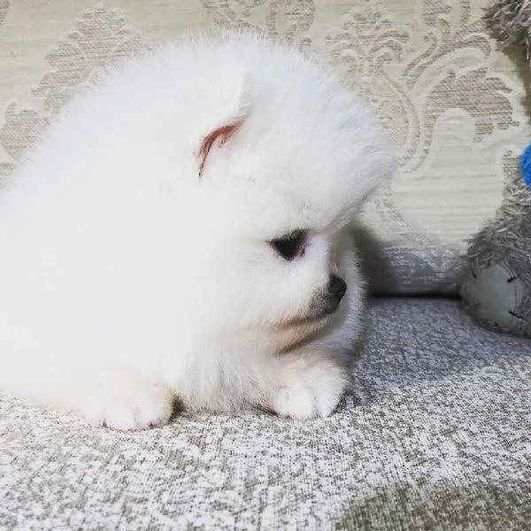 Disponibili cuccioli di puro Spitz Pomerania