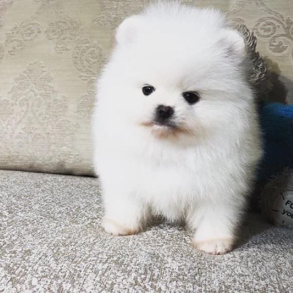 Disponibili cuccioli di puro Spitz Pomerania | Foto 0