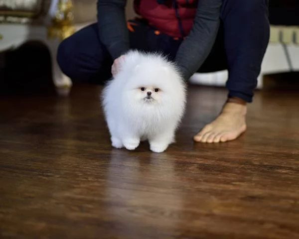 Spitz Pomerania maschifemmine