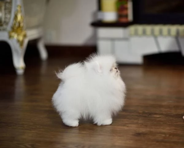 Spitz Pomerania maschifemmine | Foto 0