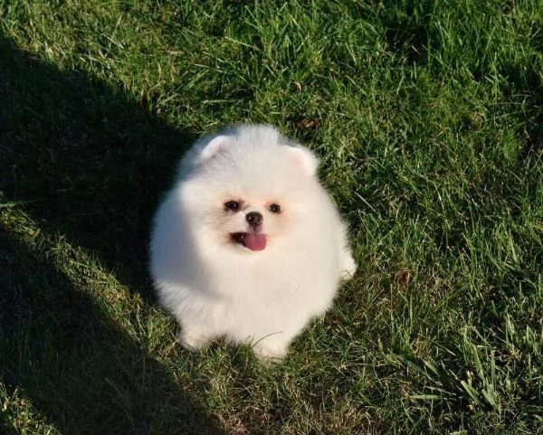 CUCCIOLI DI POMERANIA BIANCHI  | Foto 0