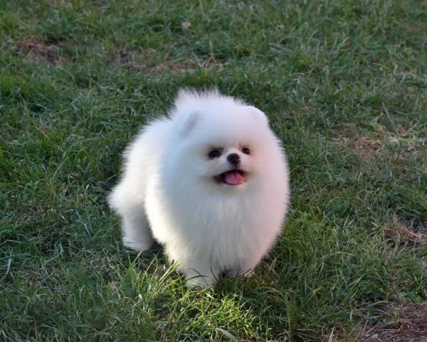 CUCCIOLI DI POMERANIA BIANCHI 