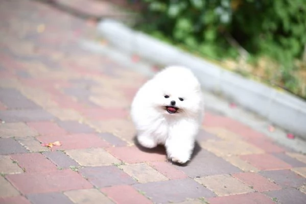 Cuccioli di Pomerania toy | Foto 0