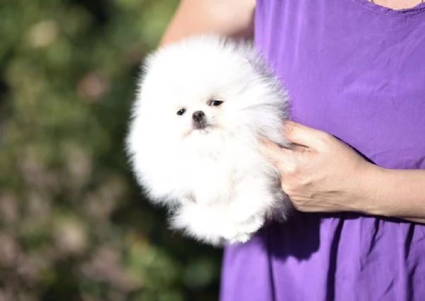 Cuccioli di Spitz Pomerania mini toy | Foto 0