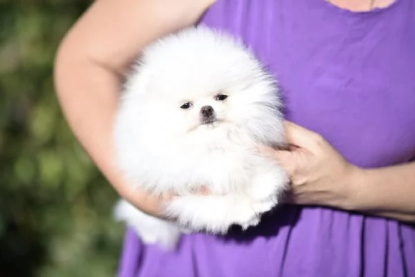 Cuccioli di Spitz Pomerania mini toy