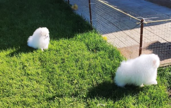 Cuccioli di Pomerania nani | Foto 0
