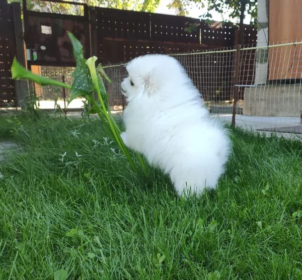 Cuccioli di Pomerania nani