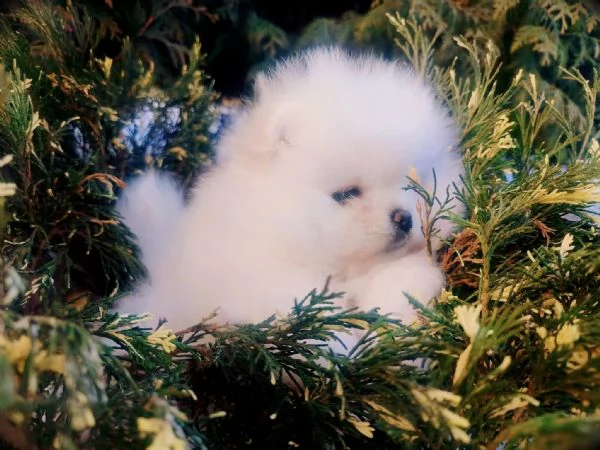 Pomerania nani maschi che femmine | Foto 0