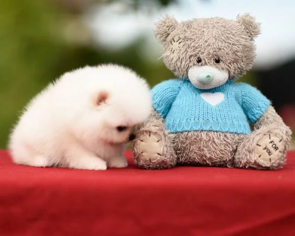 Cuccioli POMERANIA toy