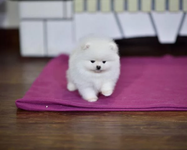 Dolci cuccioli di Spitz Pomerania disponibili  | Foto 0