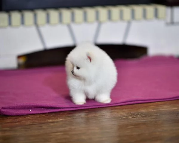 Dolci cuccioli di Spitz Pomerania disponibili 