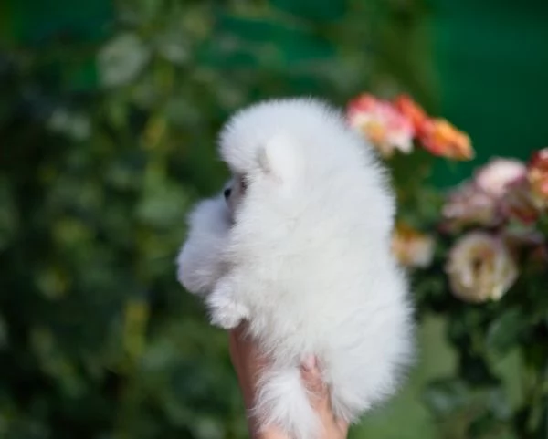 Cuccioli di Pomerania per ladozione | Foto 0