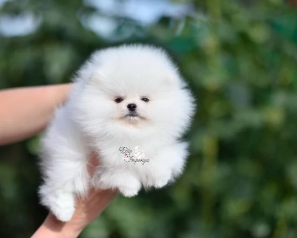 Cuccioli di Pomerania per ladozione