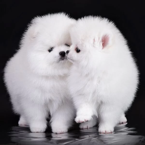 Cuccioli POMERANIA toy