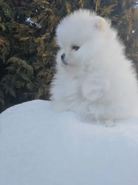 Spitz Pomerania toy di 3 mesi | Foto 0