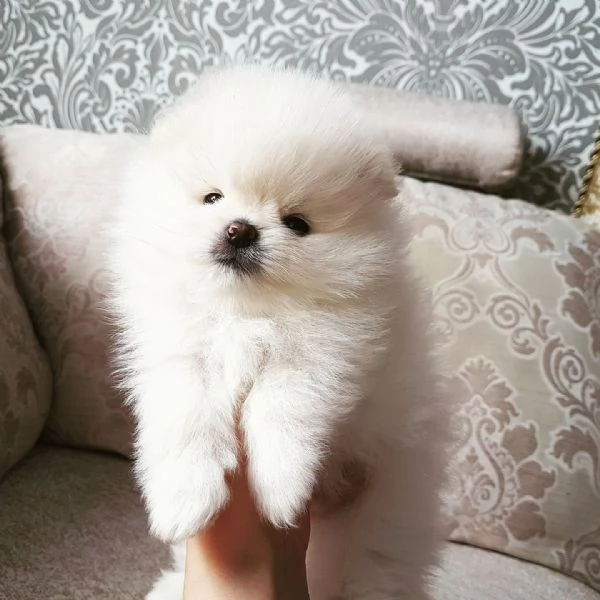 Spitz Pomerania toy di 3 mesi