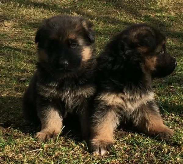 Cuccioli di pastore tedesco