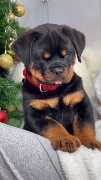 Regalo ROTTWEILER CUCCIOLI MASCHIO E FEMMINA   bellissimo cuccioli di rottweiler maschio e femmin