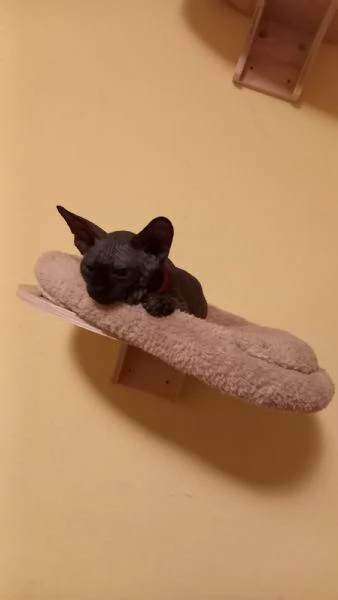 Cuccioli maschi di gatto Sphynx  | Foto 5