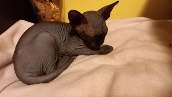 Cuccioli maschi di gatto Sphynx  | Foto 4