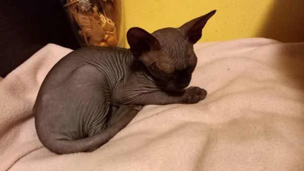 Cuccioli maschi di gatto Sphynx  | Foto 3