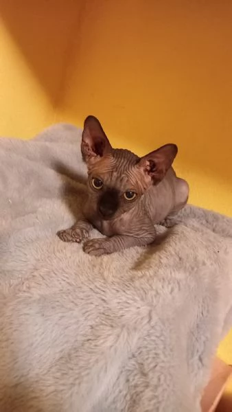 Cuccioli maschi di gatto Sphynx  | Foto 2