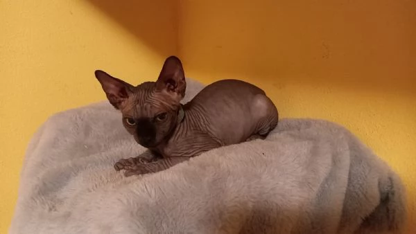Cuccioli maschi di gatto Sphynx  | Foto 1